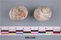 藏品(貝類化石)的圖片